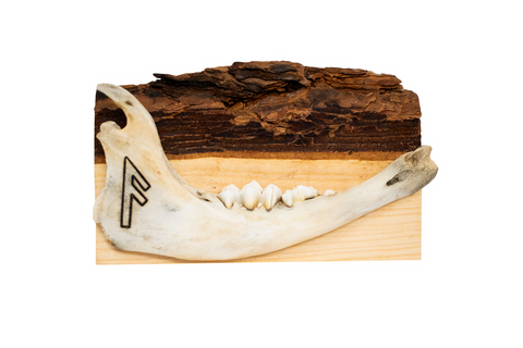 Image of live edge jawbone wall hanger