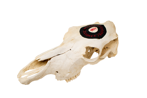 Image of home protection bindrune cow skull