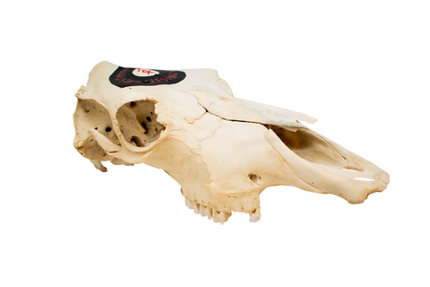 Image of home protection bindrune cow skull