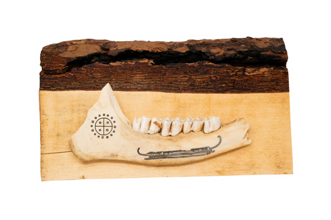 Image of live edge jawbone wall hanger