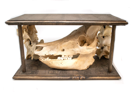 Image of skull display - with pig skull