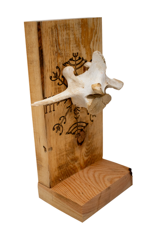 Image of veldismagn elk vertebra altar