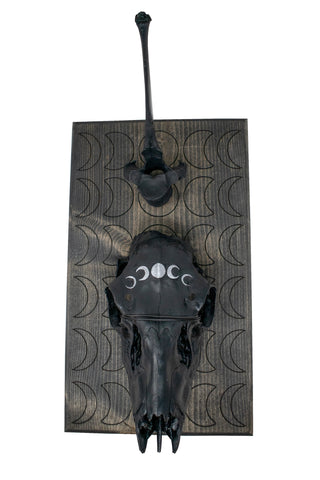 Image of moon phase deer skull & elk vertebra hanger