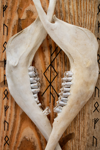 Image of prosperity bindrune & sheep jawbones altar