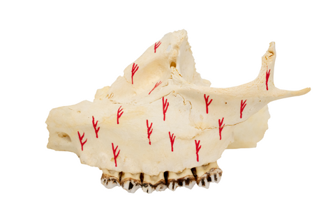 Image of painted bone talismans