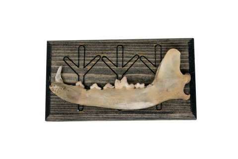 Image of norse symbols jawbone wall hanger