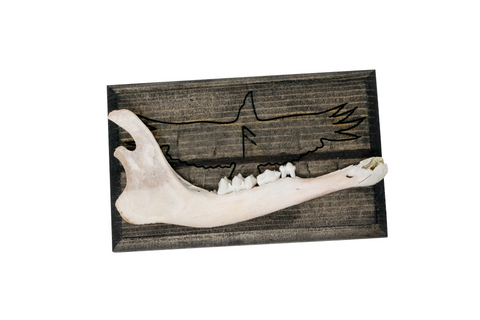 Image of norse symbols jawbone wall hanger