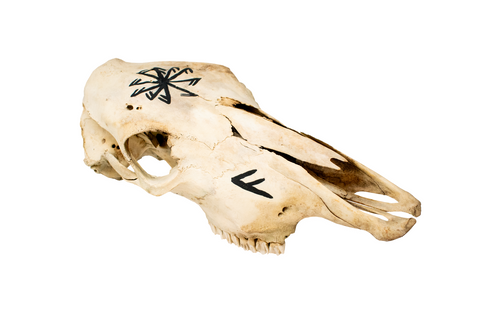 Image of connection to the norse gods cow skull