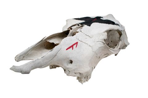 Image of Cow Skull with Ansuz Runes and Raven