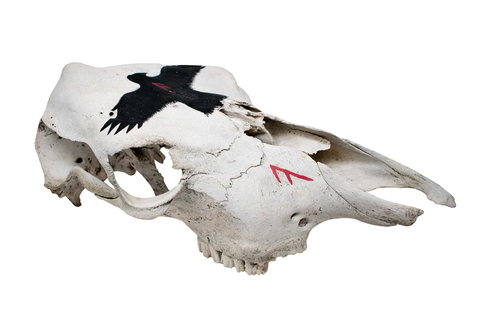 Image of Cow Skull with Ansuz Runes and Raven