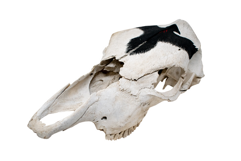 Image of Cow Skull with Raven and Ansuz Rune