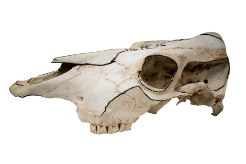 Image of Hand-Painted Cow Skull with Viking Ship Petroglyph