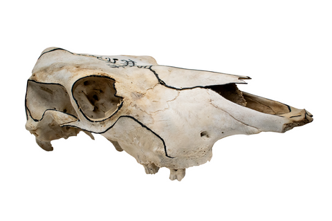Image of Hand-Painted Cow Skull with Viking Ship Petroglyph