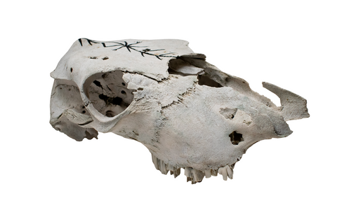 Image of Cow Skull with Home Protection Bindrune #5