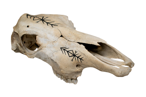 Image of Cow Skull with Home Protection Bindrune #7
