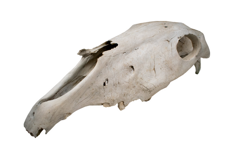Image of horse skull #1