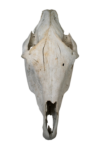 Image of horse skull #1