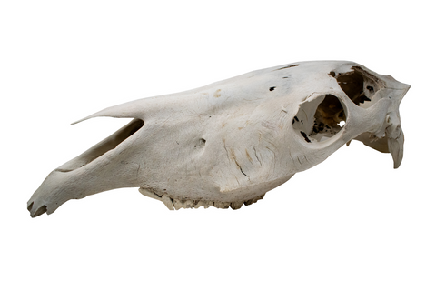 Image of horse skull #2