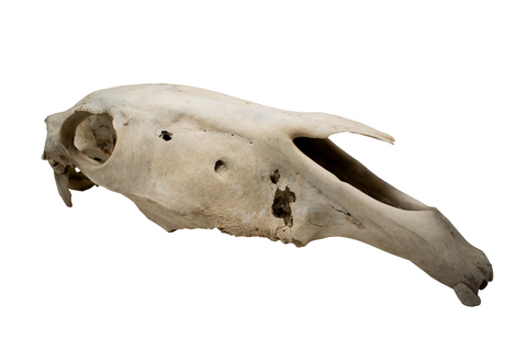 Image of horse skull #3