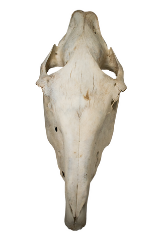 Image of horse skull #3