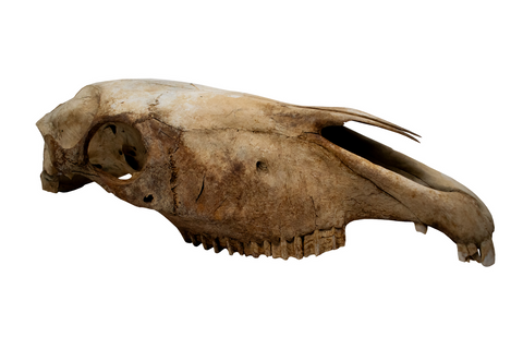 Image of horse skull #4