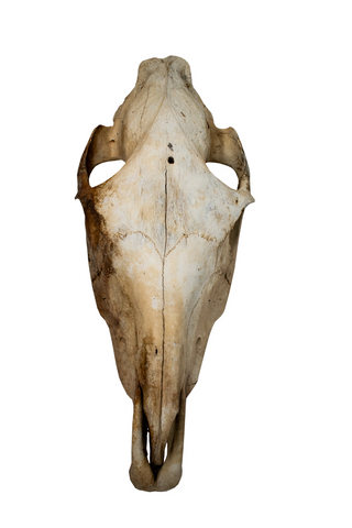 Image of horse skull #4