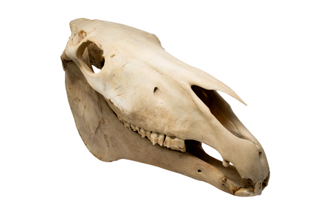 Image of horse skull #5 with matching jawbone