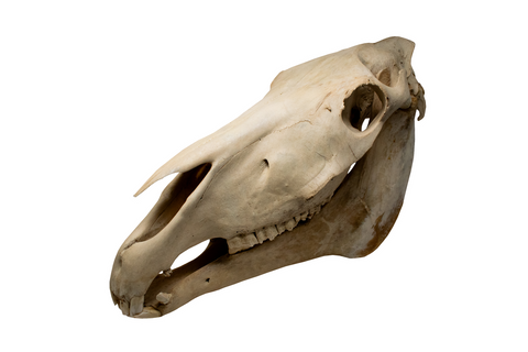 Image of horse skull #5 with matching jawbone