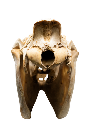 Image of horse skull #5 with matching jawbone
