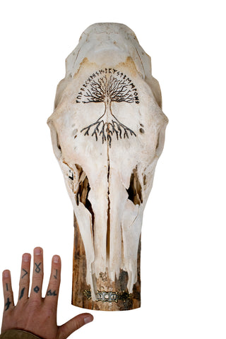 Image of Elk Skull Wall Hanger – Yggdrasil & Elder Futhark