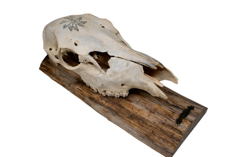 Image of Elk Skull Wall Hanger – Connection to the Gods Stave