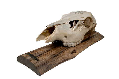 Image of Elk Skull Wall Hanger – Connection to the Gods Stave