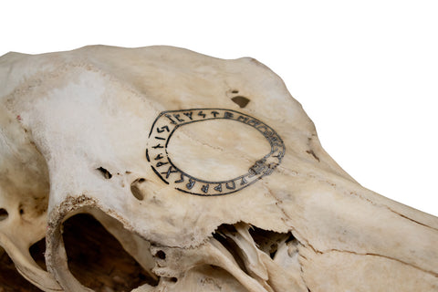 Image of Jörmungandr Elk Skull Wall Hanger