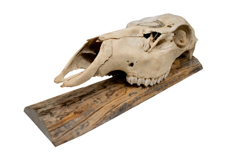 Image of Jörmungandr Elk Skull Wall Hanger