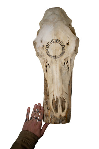 Image of Jörmungandr Elk Skull Wall Hanger