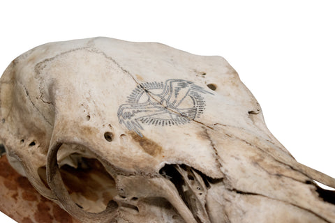 Image of Elk Skull Wall Hanger – Norse Raven Design