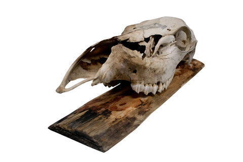 Image of Elk Skull Wall Hanger – Norse Raven Design