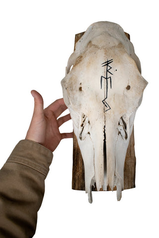 Image of Elk Skull Wall Hanger – Freya Invocation Bindrune
