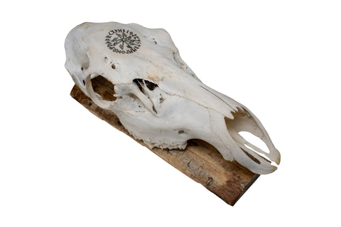 Image of Elk Skull Wall Hanger – Connection to the Gods Stave