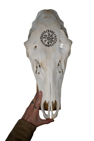 Image of Elk Skull Wall Hanger – Connection to the Gods Stave