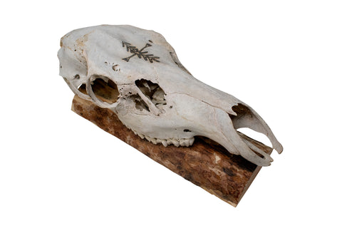 Image of Elk Skull Wall Hanger – Home Protection Bindrune