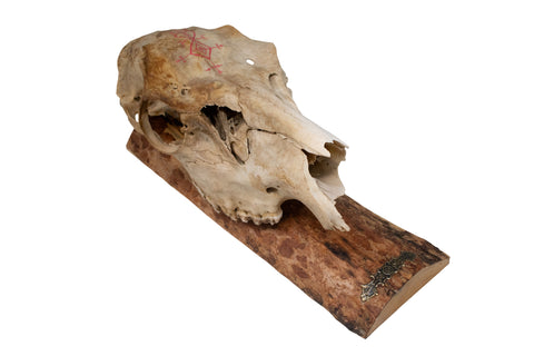 Image of Elk Skull Wall Hanger – Norse Love Stave