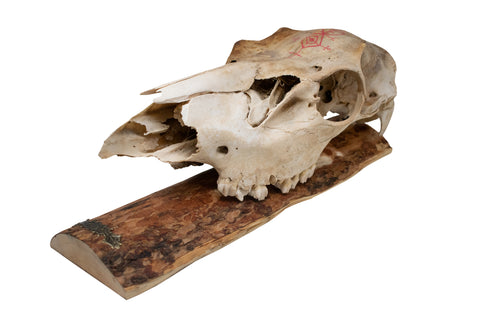 Image of Elk Skull Wall Hanger – Norse Love Stave