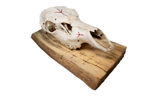 Image of Elk Skull Wall Hanger – Home Protection Bindrunes