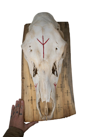 Image of Elk Skull Wall Hanger – Home Protection Bindrunes