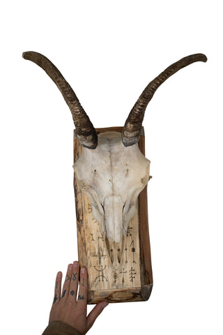 Image of Goat Skull Wall Hanger – Icelandic Magical Staves