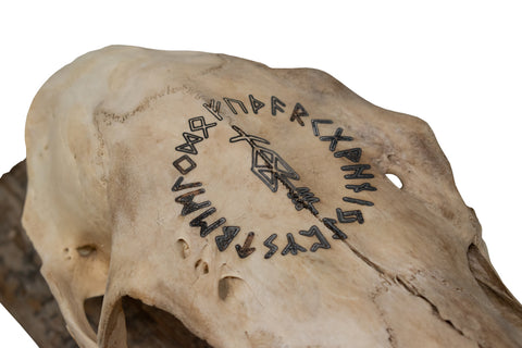 Image of Elk Skull Wall Hanger – Odin Invocation Bindrune