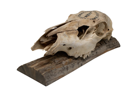 Image of Elk Skull Wall Hanger – Odin Invocation Bindrune