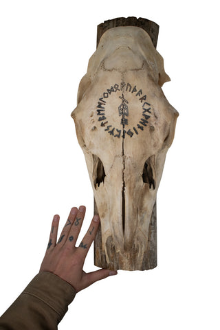 Image of Elk Skull Wall Hanger – Odin Invocation Bindrune