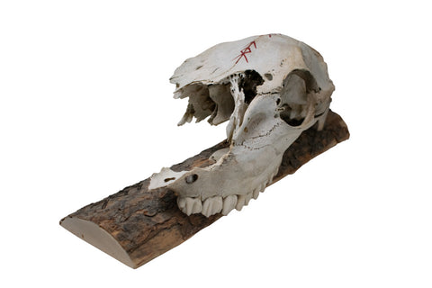 Image of Live edge home protection bindrune elk skull wall hanger